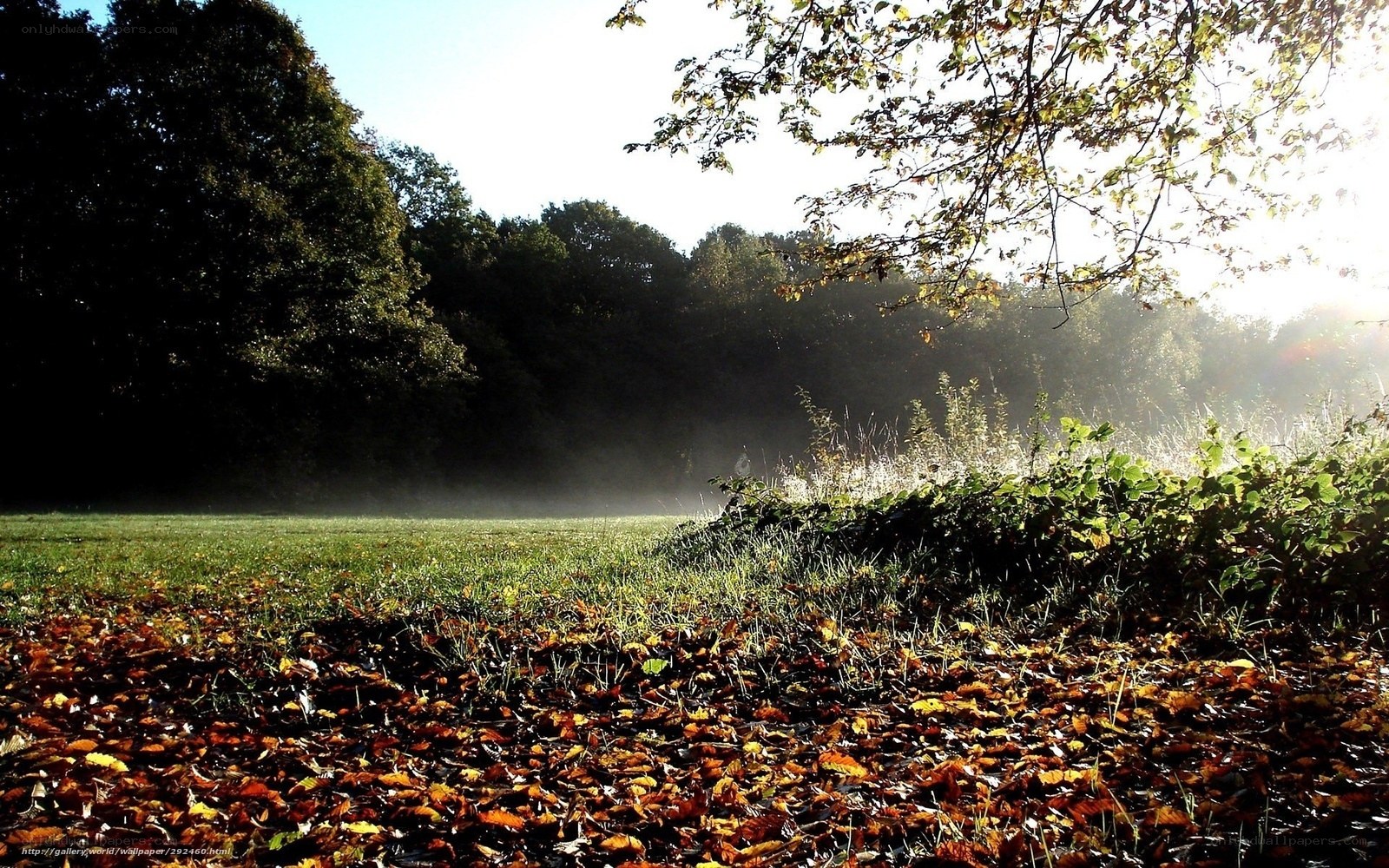 Autumn morning in the forest