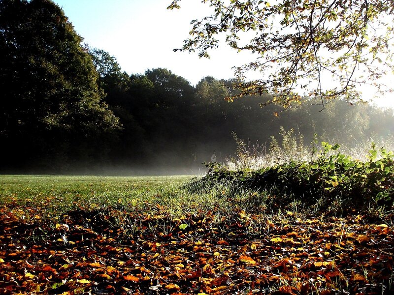 Autumn morning in the park