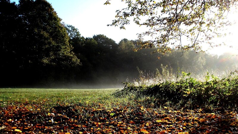 Autumn morning in the park