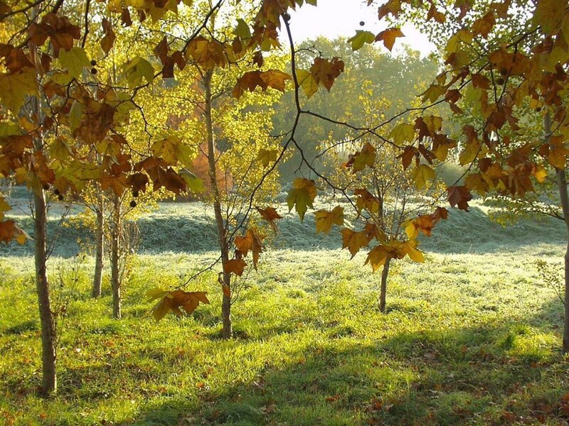 Autumn morning in the park