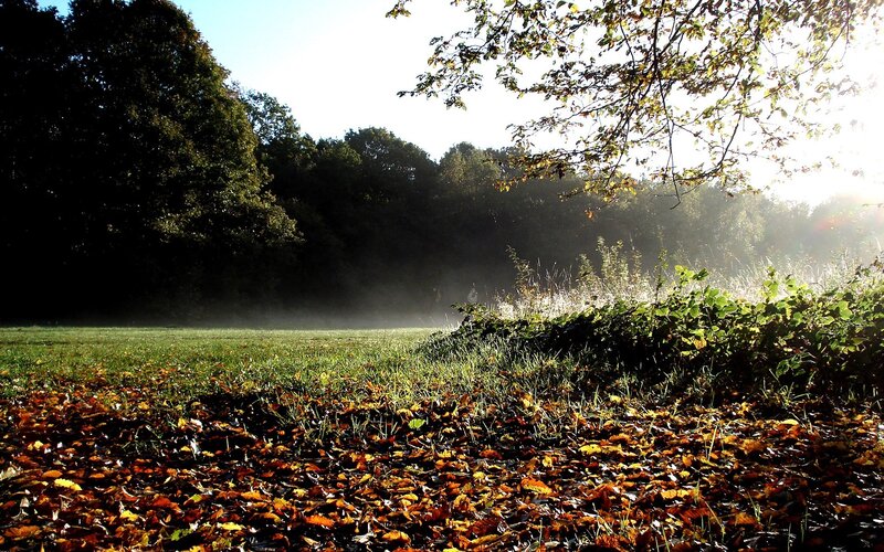 Autumn morning in the park