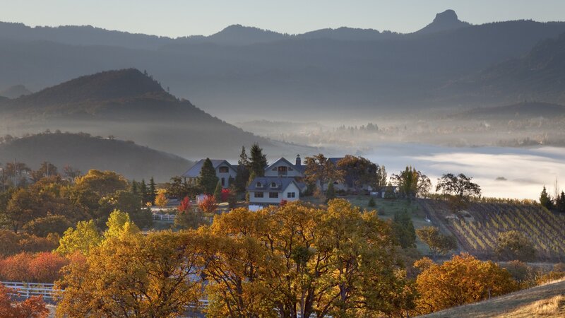 Autumn morning in the vineyard