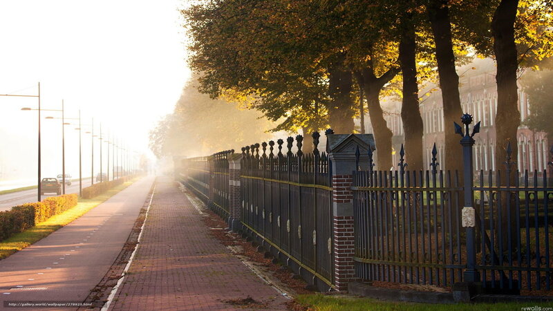 Autumn morning on a tree-lined street