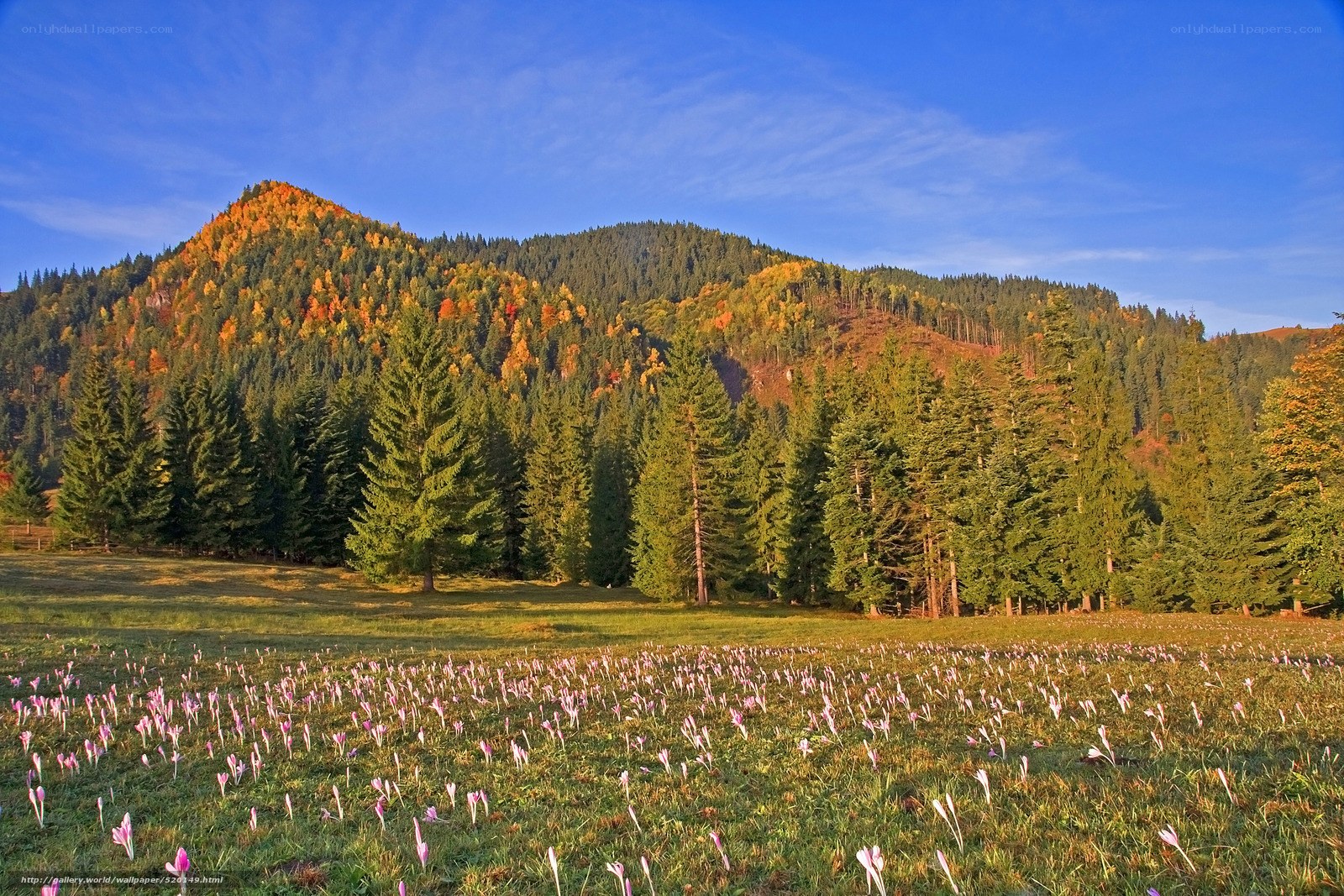 Autumn mountain meadow with flowers