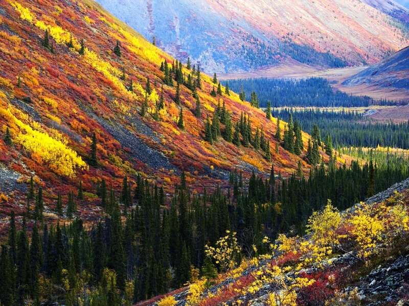 Autumn Mountain Valley — Yellow