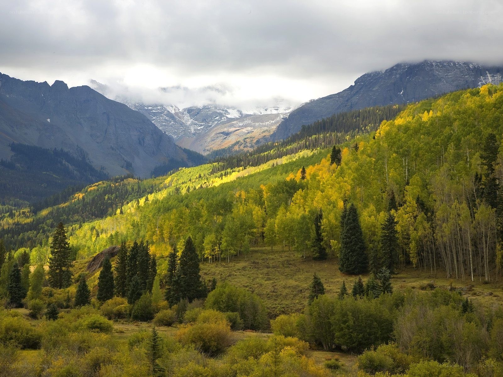 Autumn mountains with aspen trees