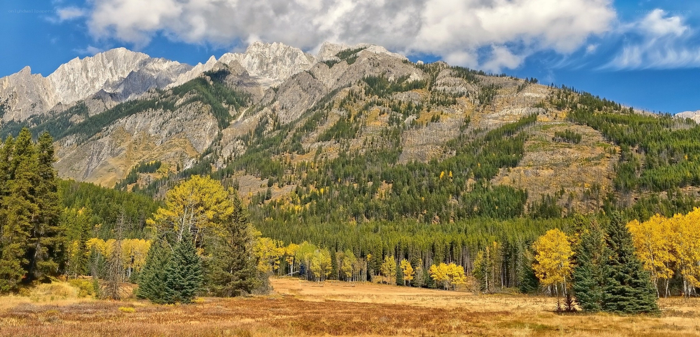 Autumn mountains with forest