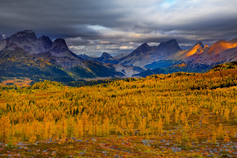 Autumn mountains with golden forest