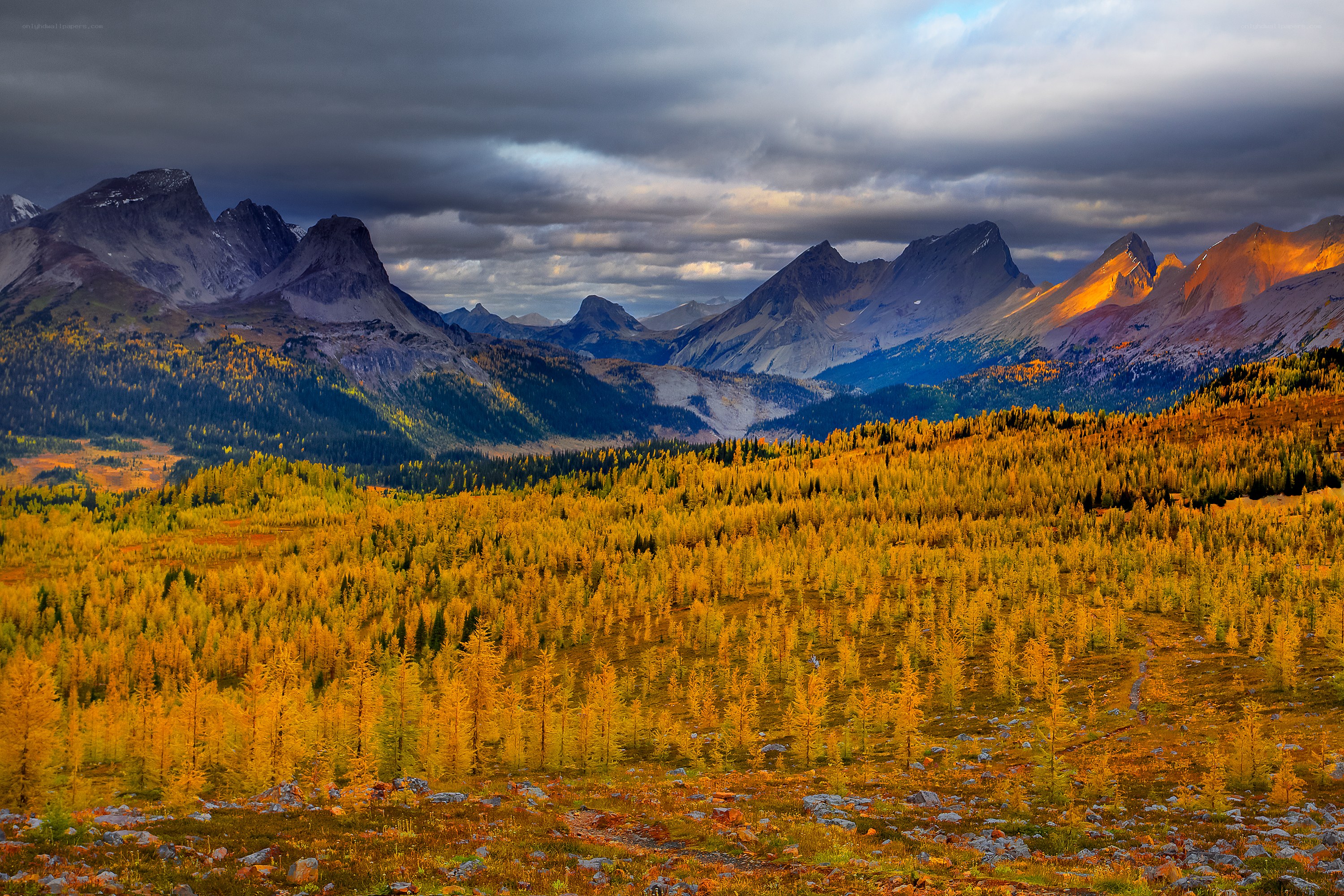 Autumn mountains with golden forest
