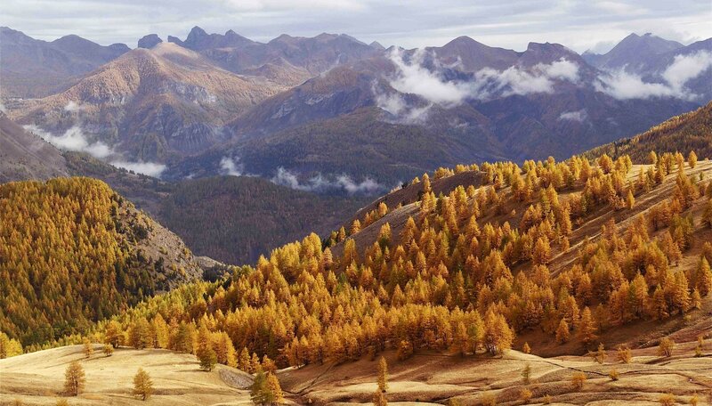 Autumn mountains with golden trees