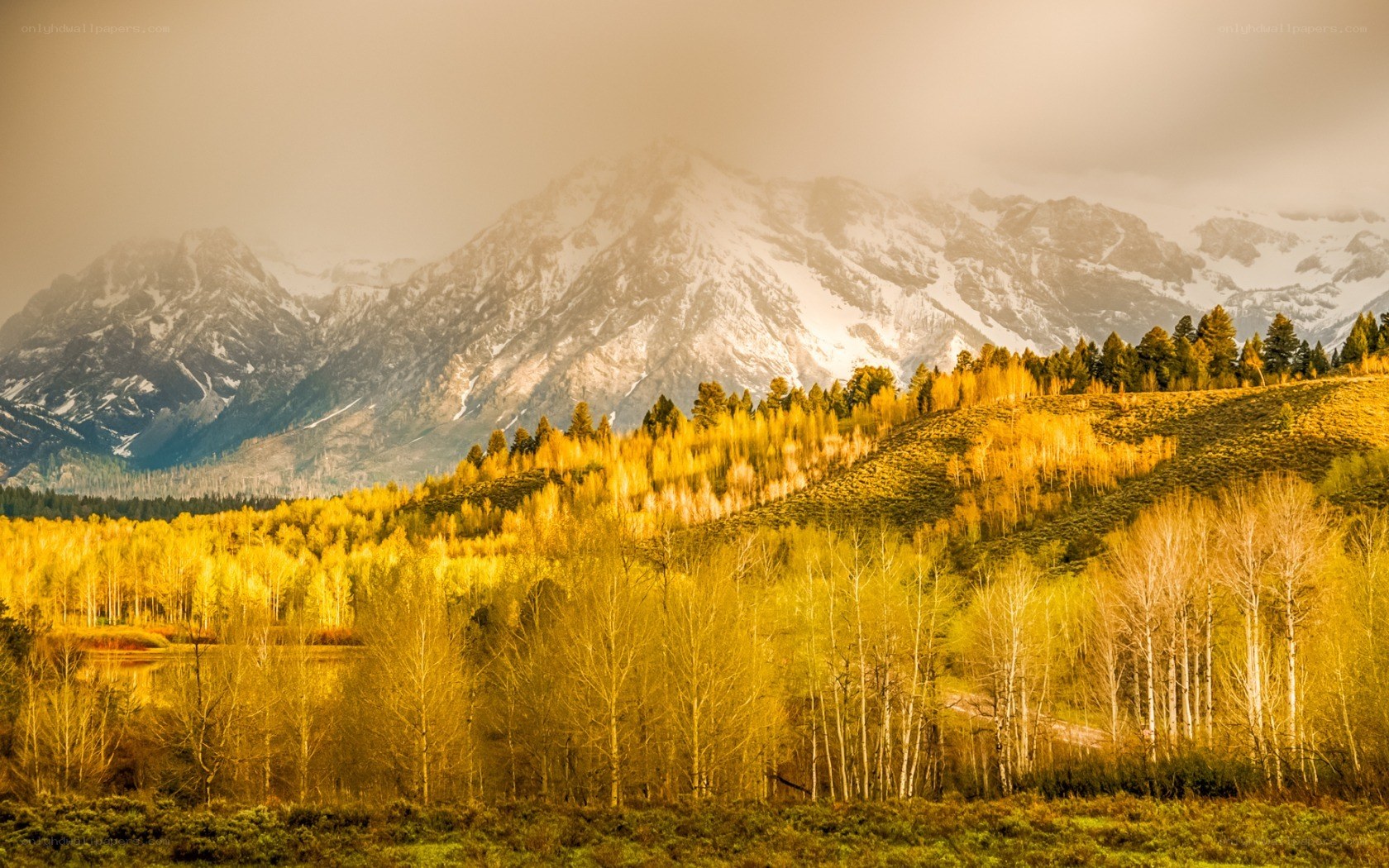 Autumn mountains with golden trees