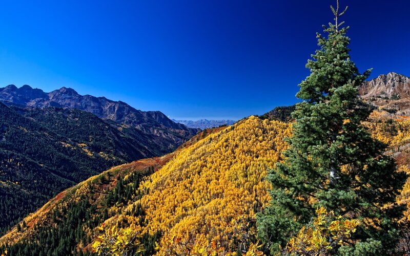 Autumn mountains with golden trees