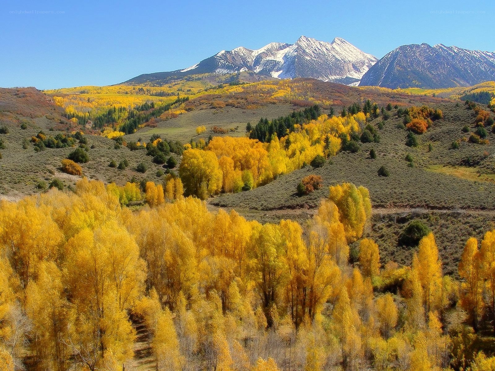 Autumn mountains with golden trees