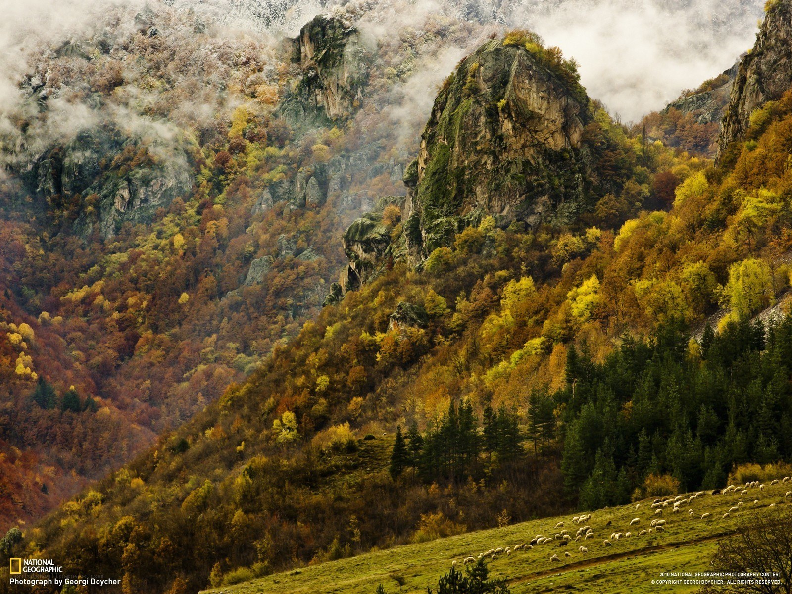 Autumn mountains with sheep