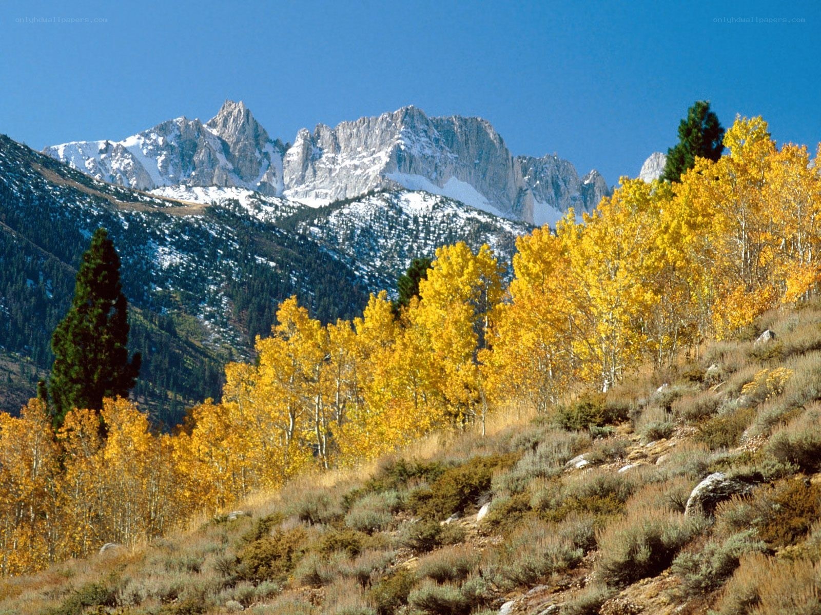 Autumn mountains with yellow trees