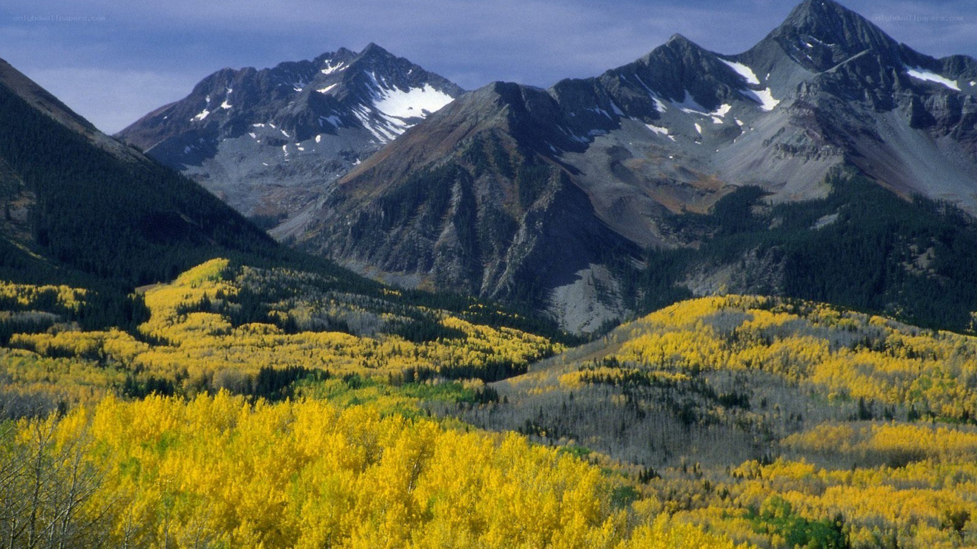 Autumn mountains with yellow trees