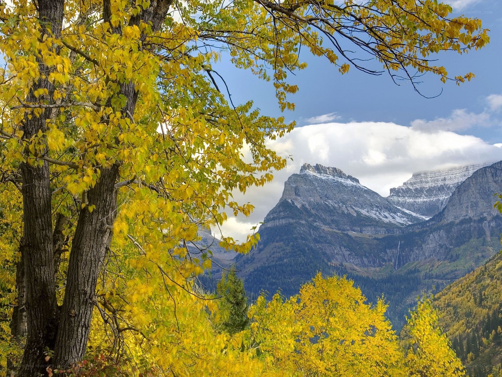 Autumn mountains with yellow trees