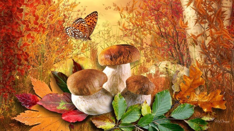 Autumn Mushrooms and Butterfly