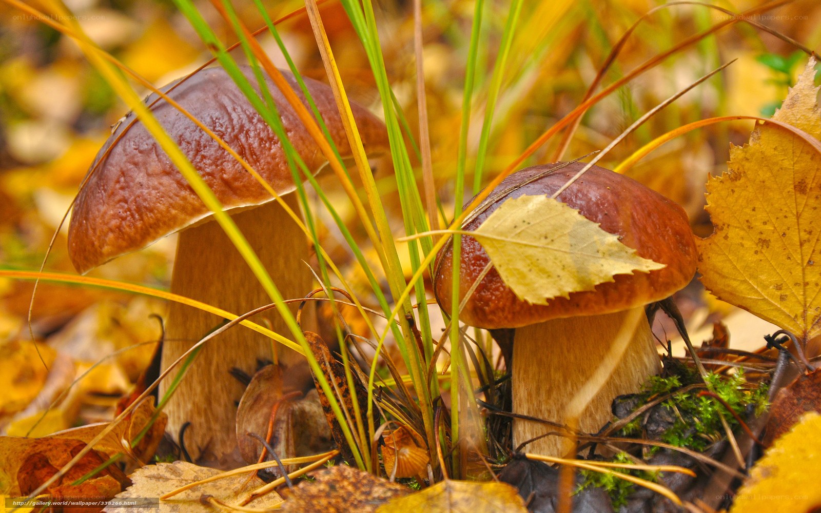 Autumn mushrooms in forest