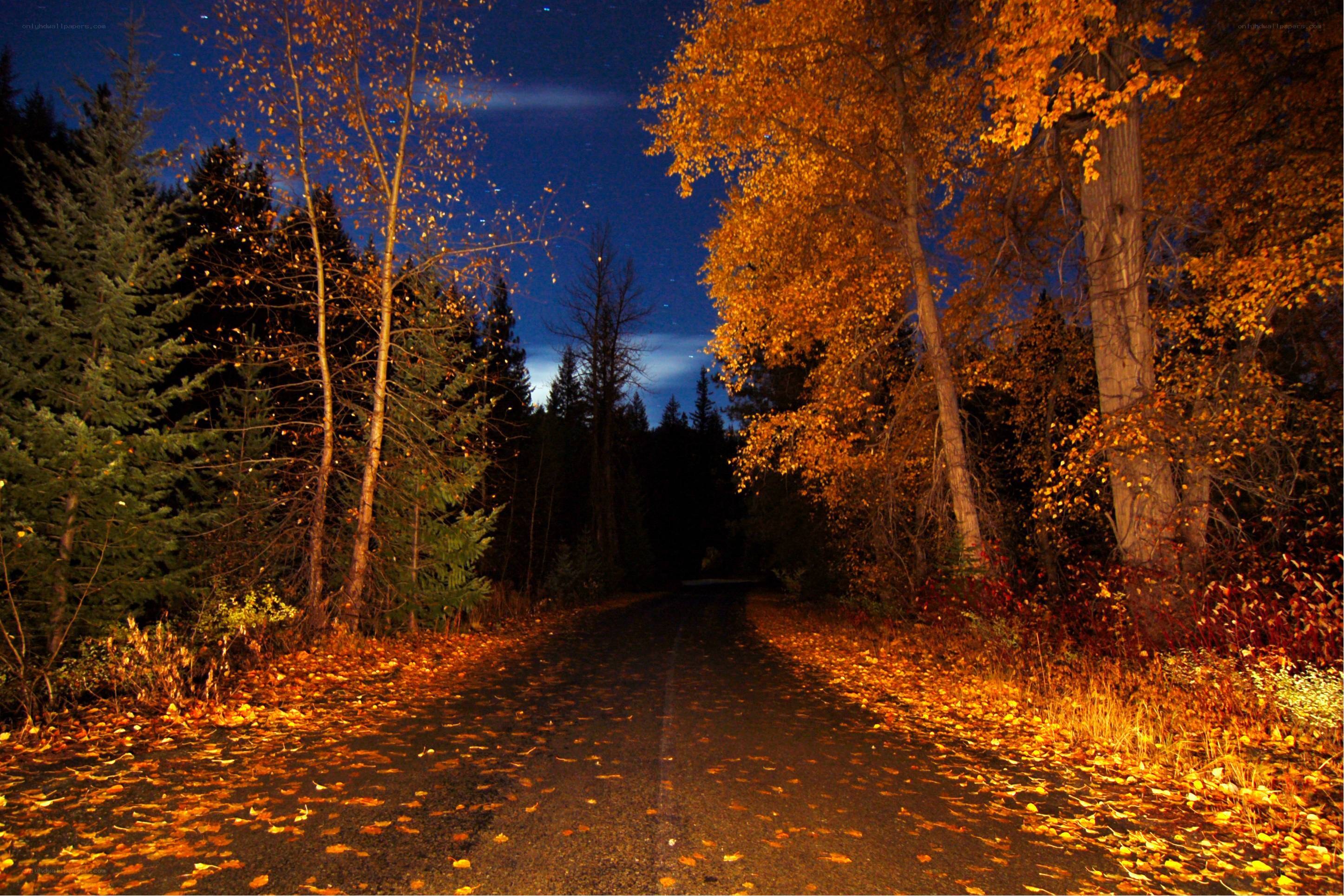 Autumn night on a forest road