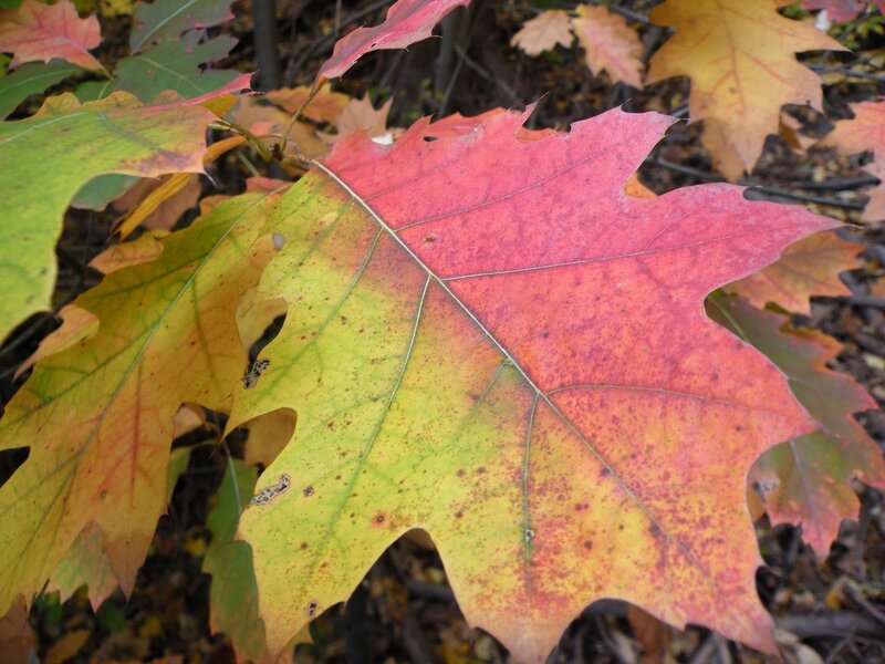 Autumn Oak Leaf — Red