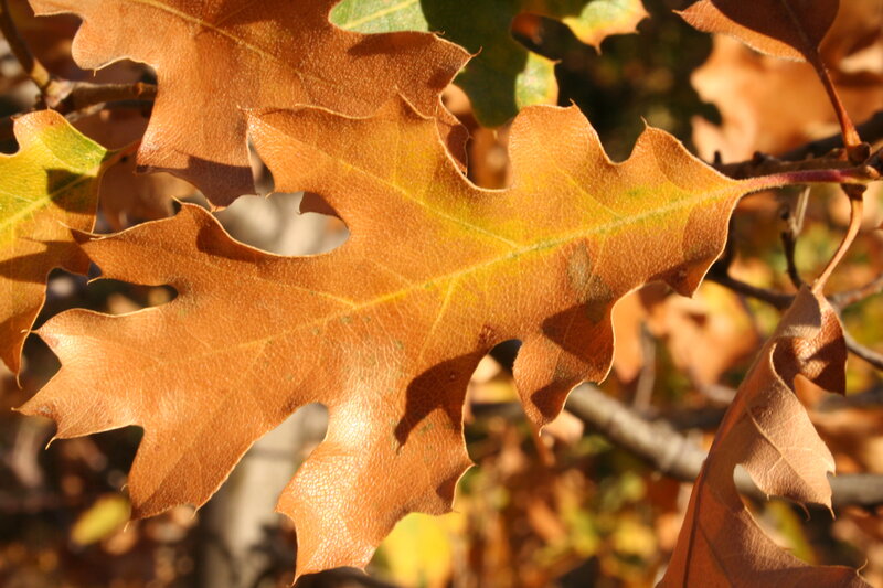 Autumn Oak Leaf