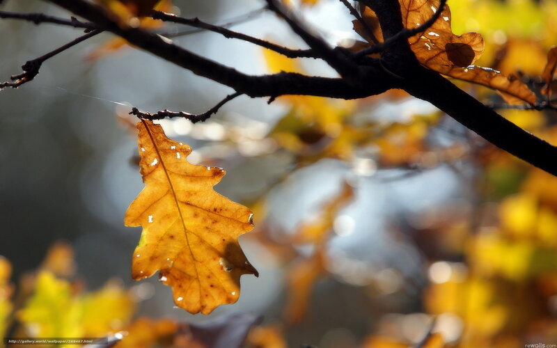 Autumn Oak Leaf — Yellow, Serene