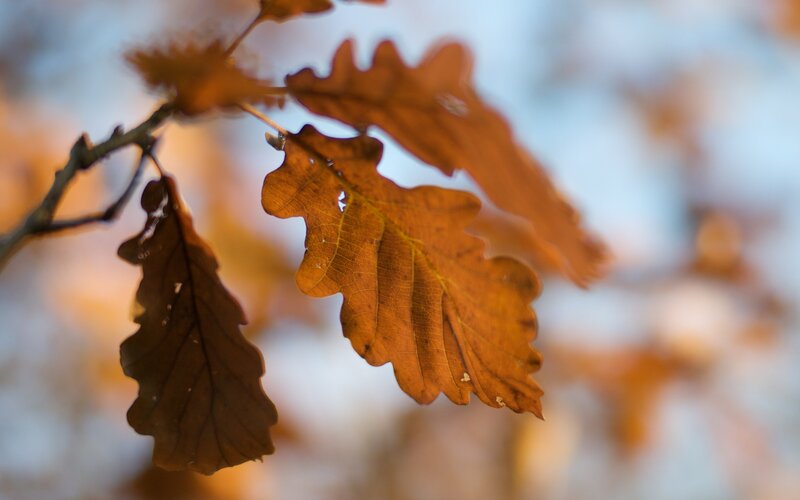 Autumn Oak Leaves — Brown, Serene, Photograph, Branch, Sky