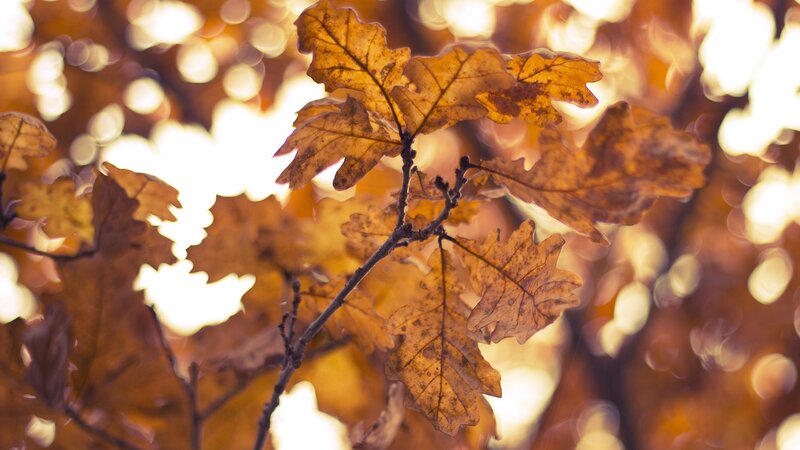 Autumn Oak Leaves — Brown, Serene, Photograph, Branch, Sunlight