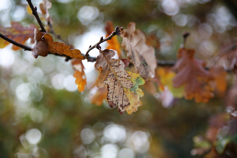 Autumn Oak Leaves — Brown, Serene