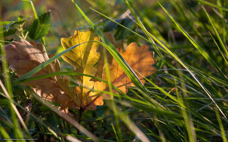 Autumn Oak Leaves — Green
