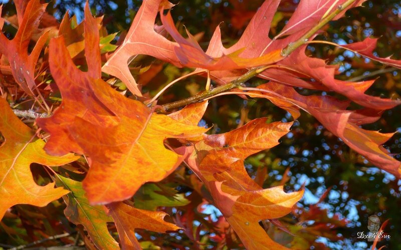 Autumn Oak Leaves — Orange, Serene, Photograph, Branch, Sky