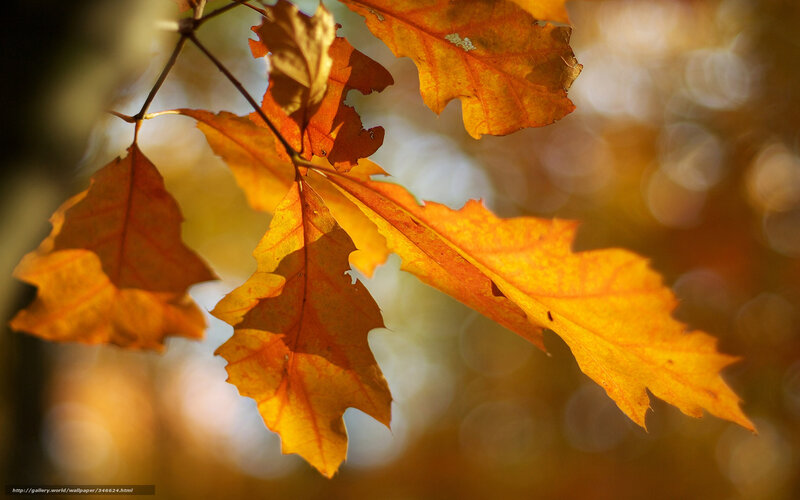 Autumn Oak Leaves — Orange, Serene, Photograph, Branch, Sunlight, Bokeh