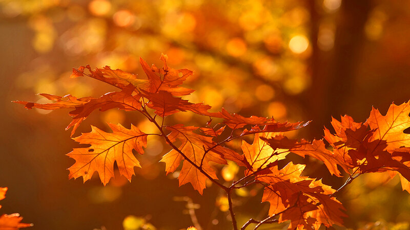 Autumn Oak Leaves — Orange, Serene, Photograph, Branch, Sunlight
