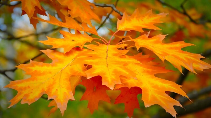 Autumn Oak Leaves — Orange, Serene, Photograph, Branches