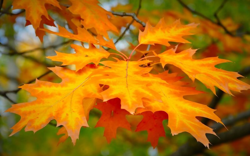 Autumn Oak Leaves — Orange, Serene, Photograph