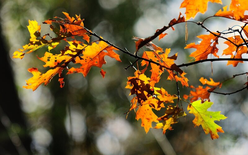Autumn Oak Leaves — Orange, Serene