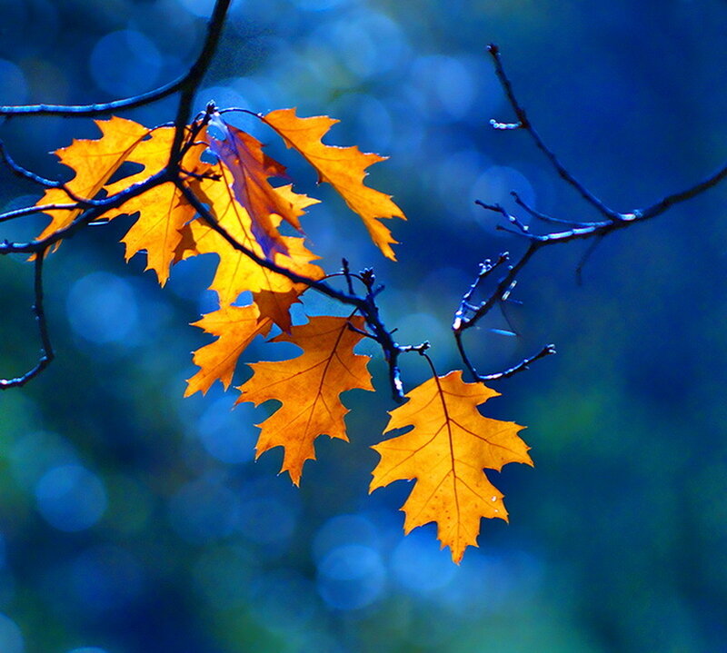 Autumn Oak Leaves — Orange