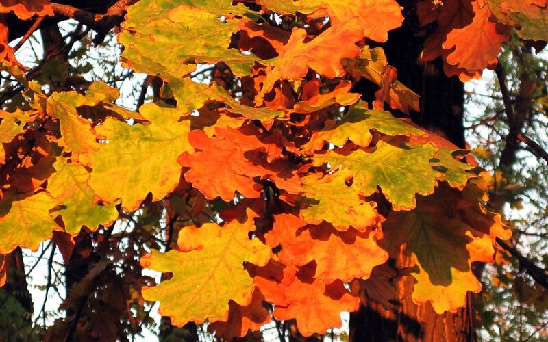 Autumn Oak Leaves — Orange, Warm
