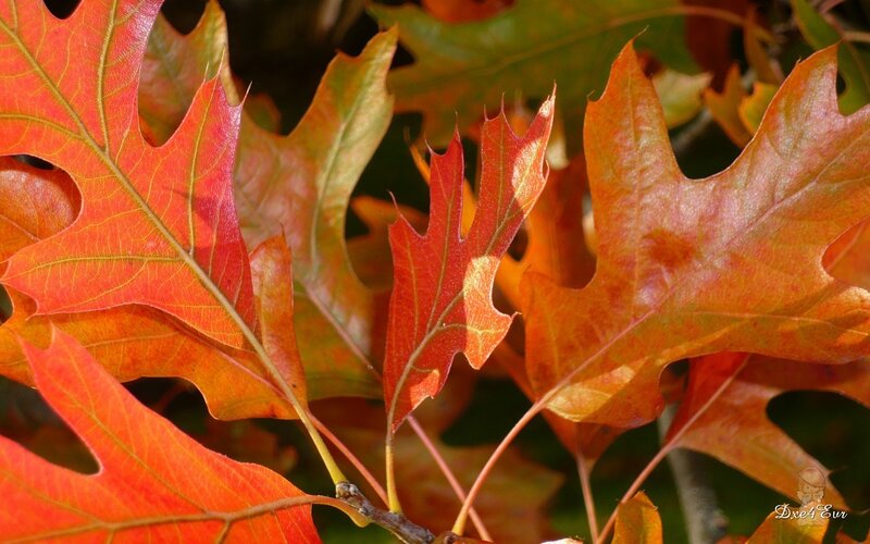 Autumn Oak Leaves — Red, Serene, Photograph, Branch