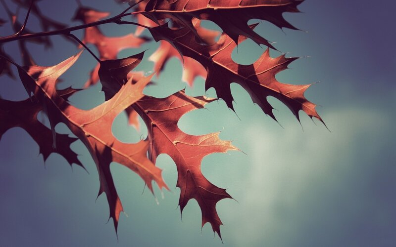 Autumn Oak Leaves — Red