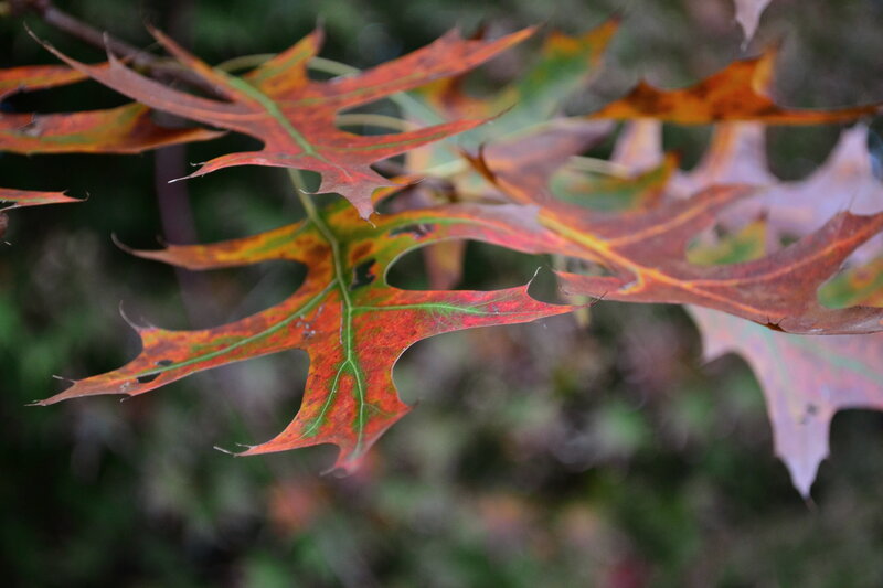 Autumn Oak Leaves