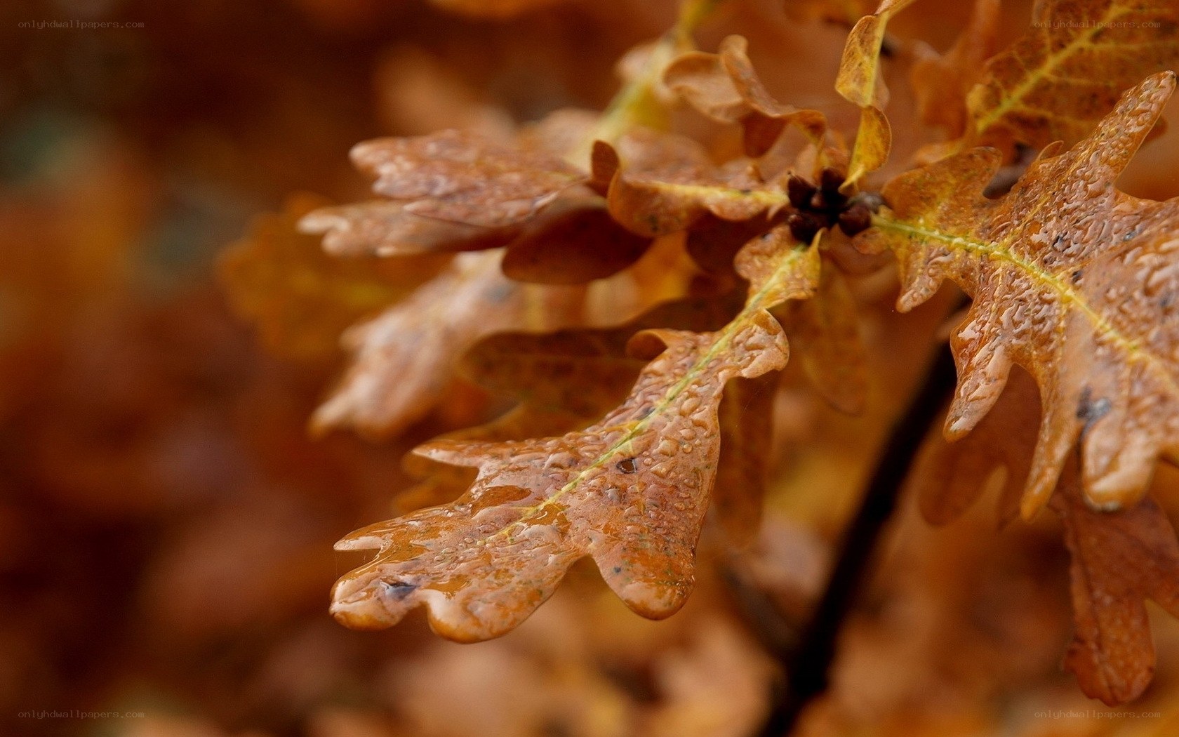 Autumn oak leaves with dew