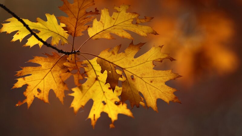 Autumn Oak Leaves — Yellow, Serene, Photograph, Branch