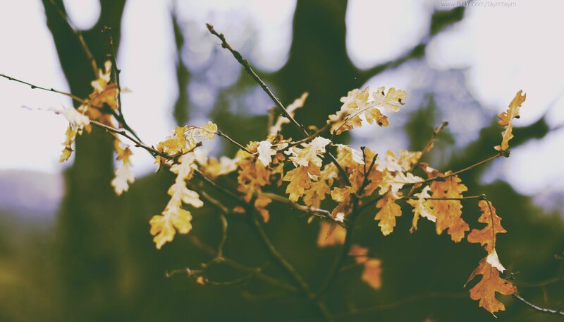 Autumn Oak Leaves — Yellow, Serene, Photograph, Tree Branches