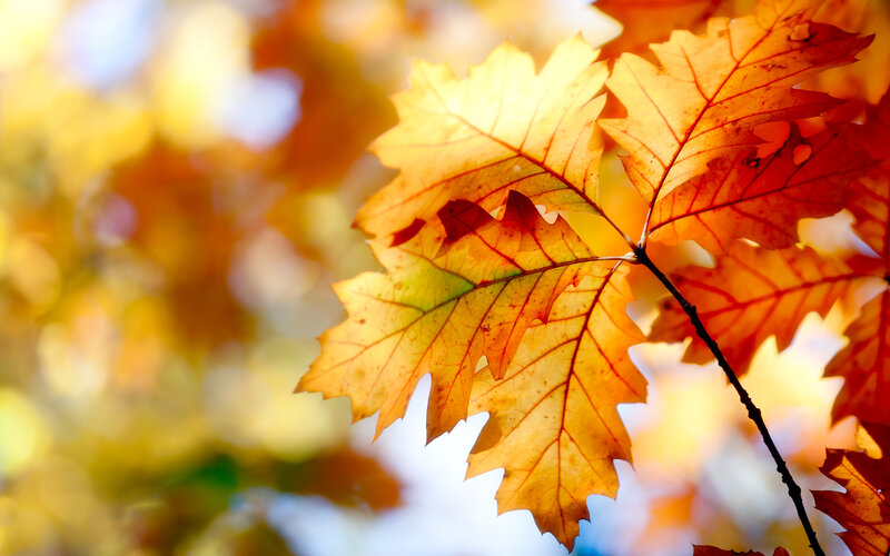 Autumn Oak Leaves — Yellow, Serene