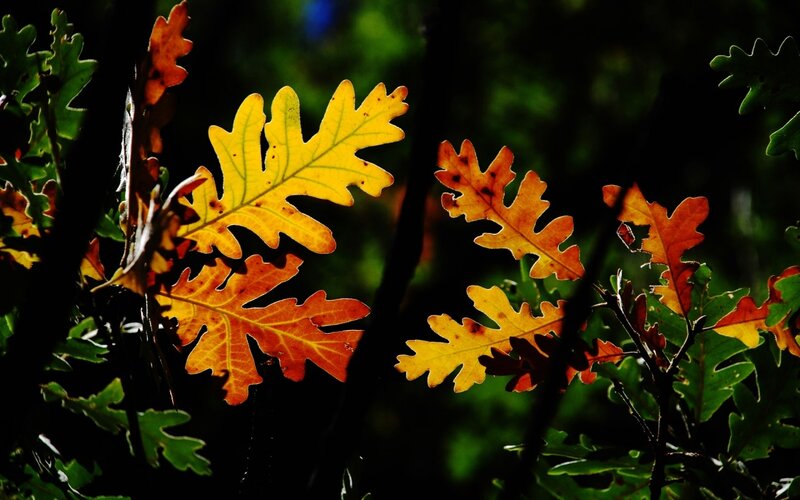 Autumn Oak Leaves — Yellow