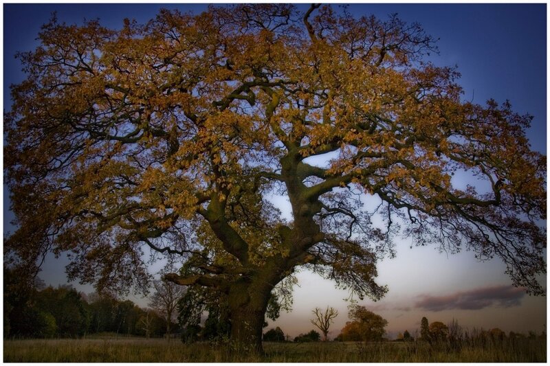 Autumn oak tree at dusk