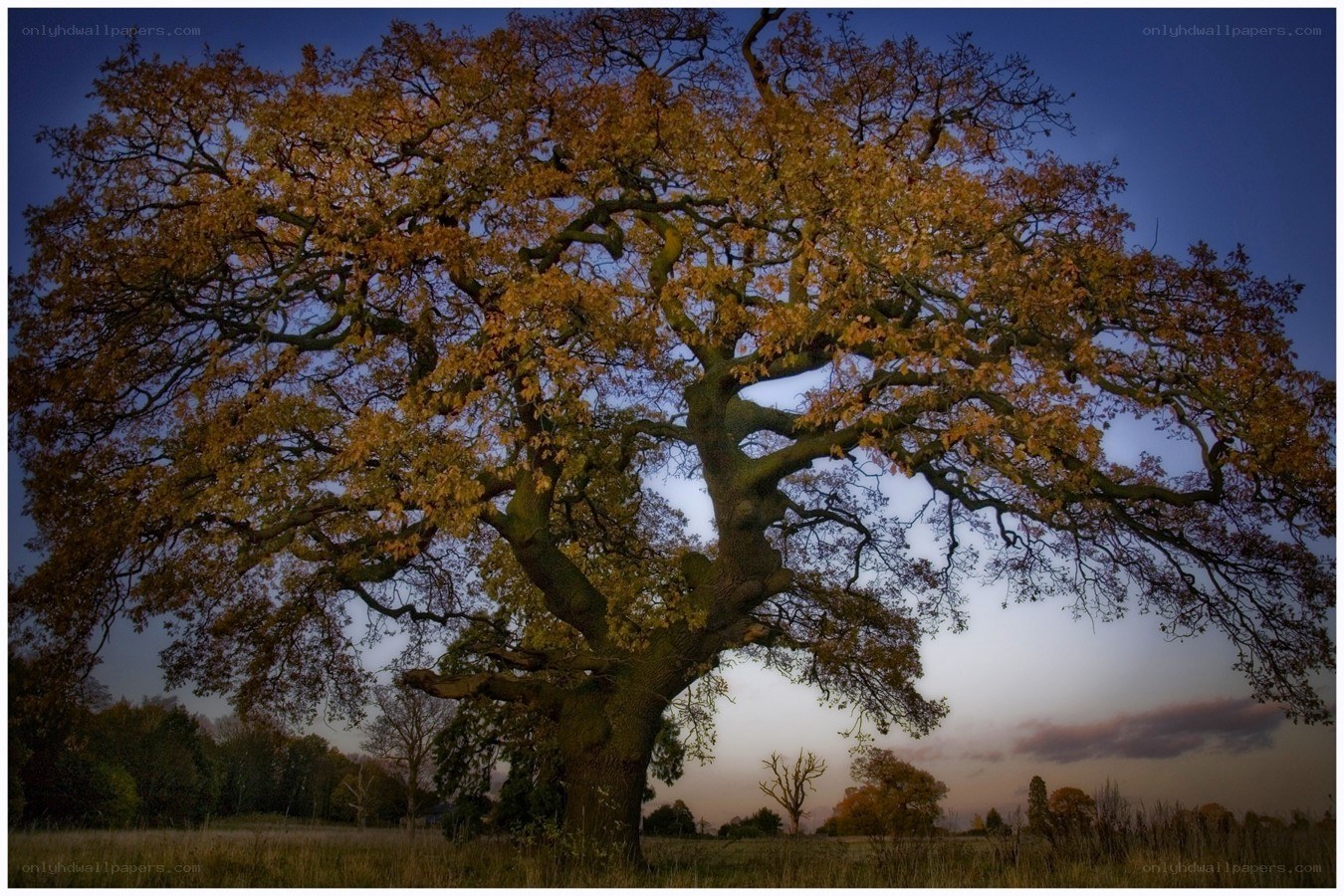 Autumn oak tree at dusk