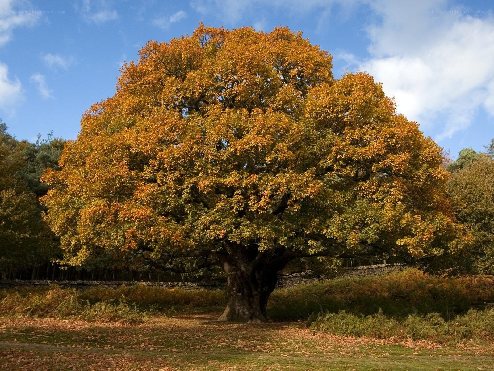 Autumn oak tree in sunlight